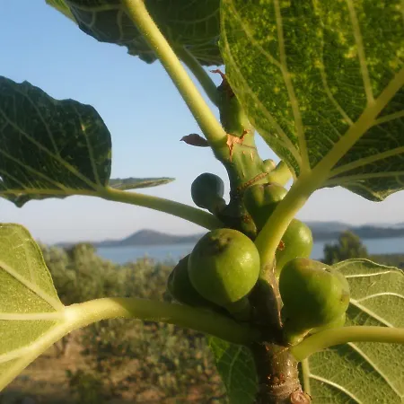 Apartment Gogi Vodice