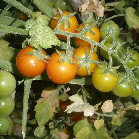 Gogi شقة فوديس