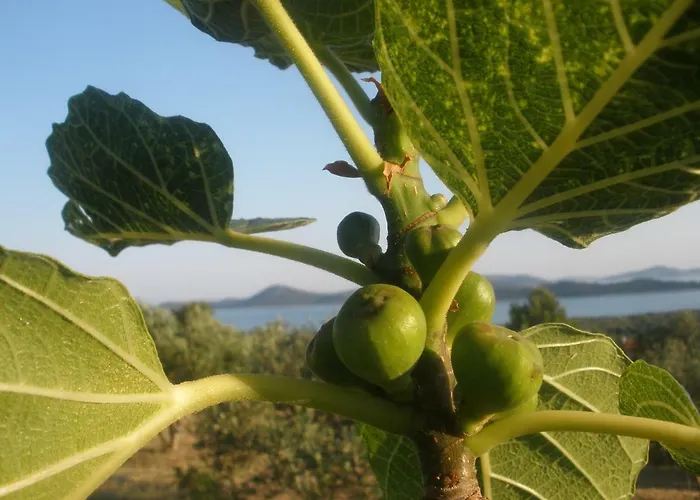 Apartman Gogi Vodice