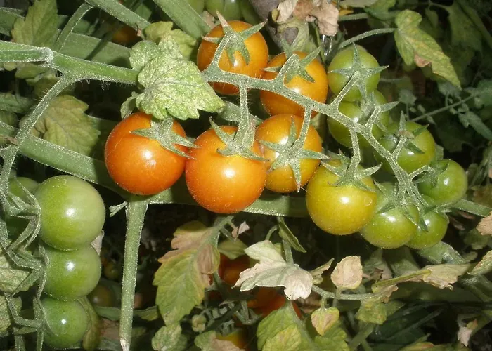 Gogi Apartman Vodice